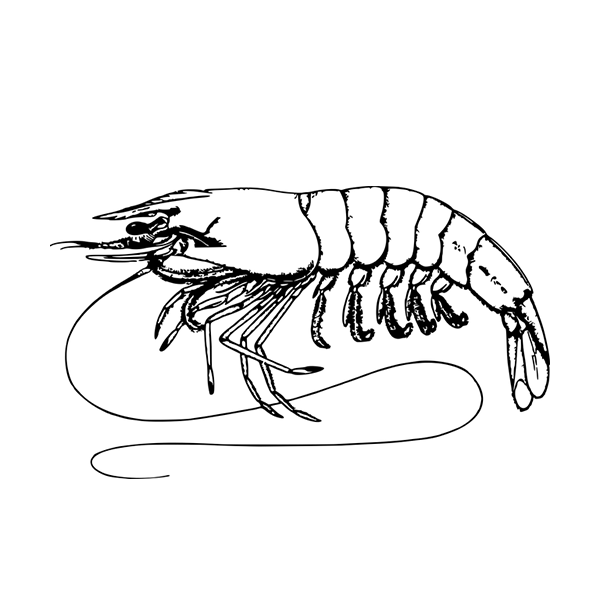 image is loading